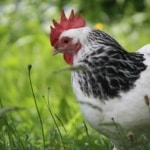 Pflanzenbewuchs im Hühnerauslauf