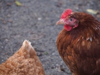 Kannibalismus und Kloakenkannibalismus bei Hühnern