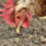 Wie wichtig ist Eiweiss im Hühnerfutter?