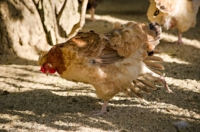 Rote Ruhr - blutiger Durchfall bei Hühnern