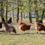 Vergesellschaftung von Hühnern