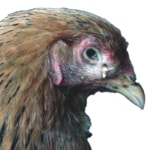 Schnupfen bei Hühnern