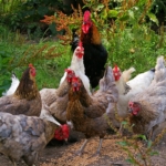 Hühner benötigen einen Futterspender, damit sie nicht im Futter herumlaufen.