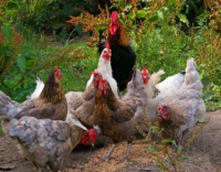 Der Futterplatz für Hühner im Freilauf-Gehege