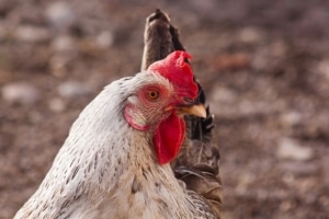Die rote Vogel Milbe ist besonders verbreitet bei Hühnern.