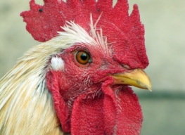 Der Hahn ist der Stolz jedes Hühnerbesitzers.