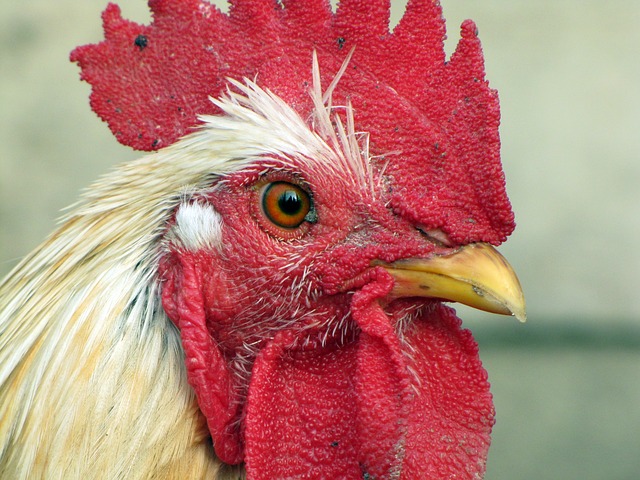 Der Hahn ist der Stolz jedes Hühnerbesitzers.