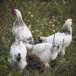 Hühner lieben es herum zu suchen und zu picken.