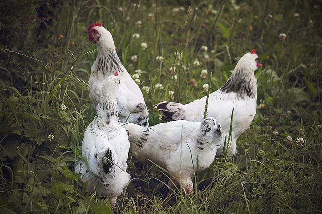 Hühner lieben es herum zu suchen und zu picken.