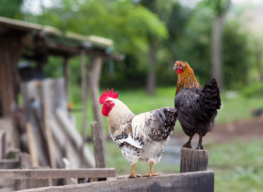 Huhn und Hahn im gekauften Huehnerstall halten.