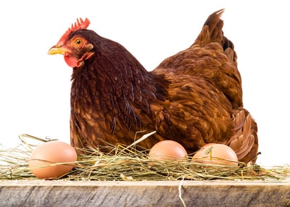Wenn Sie einen Huehnerstall kaufen können Sie täglich ein leckeres Ei genießen.
