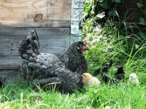 Hühner können gut im Garten gehalten werden.