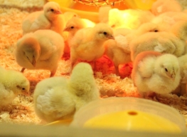 Küken und Hühner benötigenn eine Wärmelampe um sich optimal entwickeln zu können.