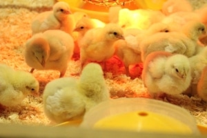 Küken und Hühner benötigenn eine Wärmelampe um sich optimal entwickeln zu können.