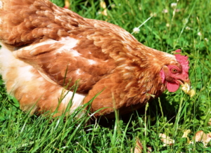 huhn_beim_fressen