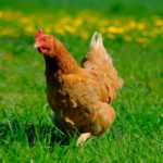 Gepflegter Rasen trotz Hühner