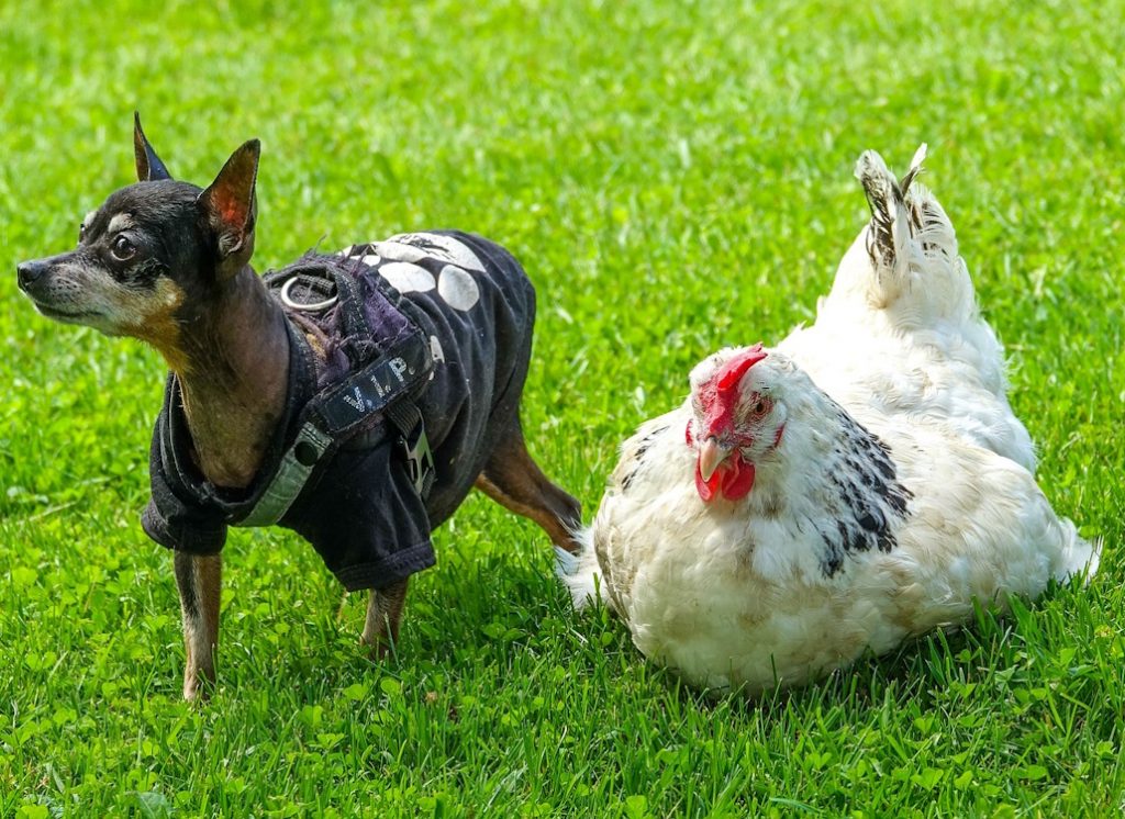 hund_gemeinsam_mit_huhn