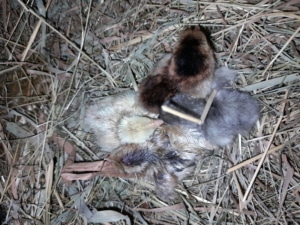 kueken_geschuepft_in_nest