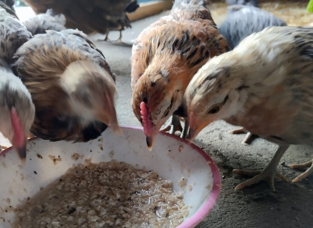 kueken_junghennen_hollaendisches_zwerghuhn_futter