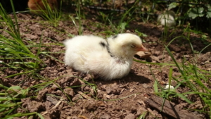 kueken_leghorn_huhn