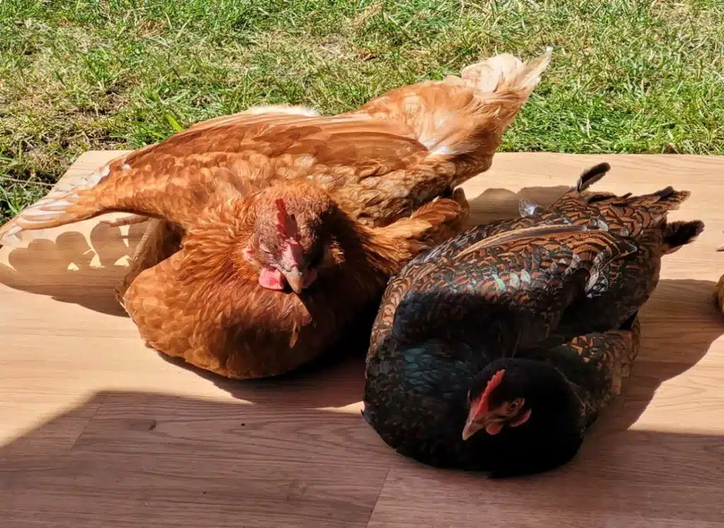 Welche Lebenserwartung haben Hühner in der Hobbyhaltung