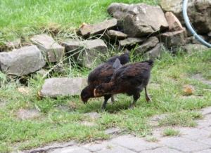 marans_kueken_beim_picken