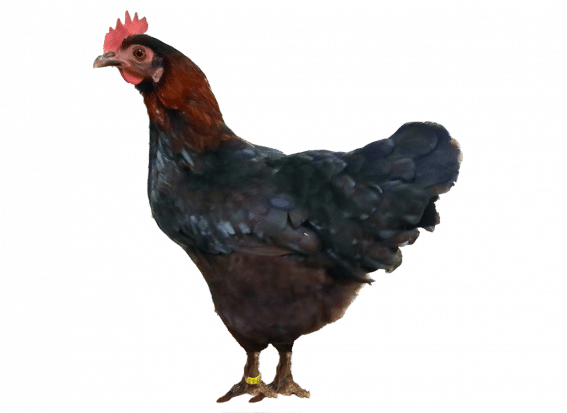 Maran Raptor Das Zwerg Marans » Infos & Tipps zu kleinen Dunkellegern