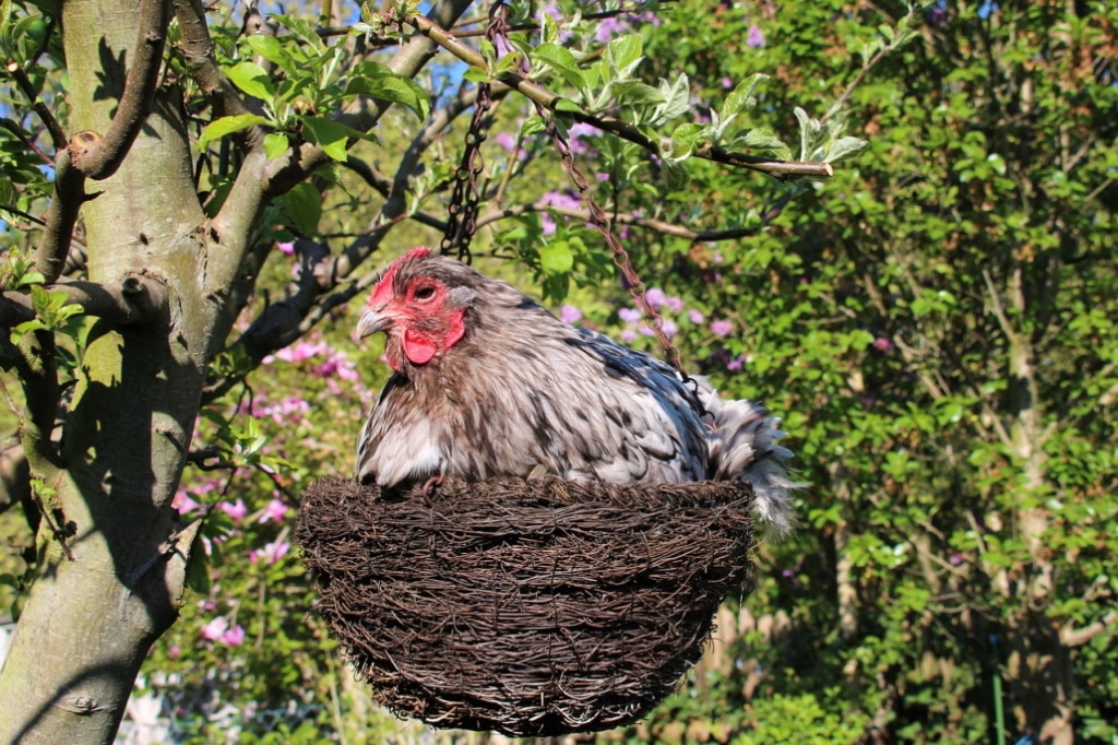 opington-huhn-in-nest