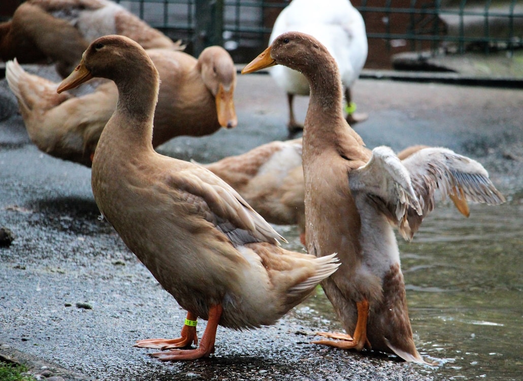Orpingtonente Haltungstipps, Charakter und Fütterung