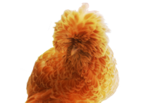 Das Zwerg Paduaner Huhn