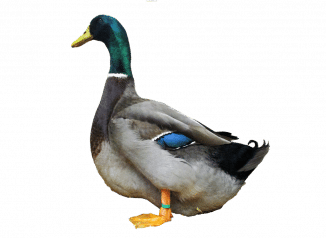 rouen_ente_vorstellung