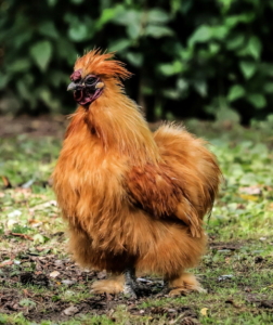 seidenhuhn_federfuessig_wenig_scharrtrieb