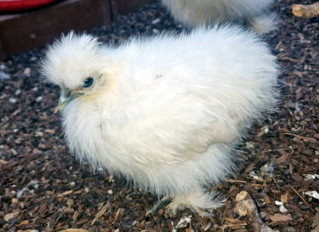 seidenhuhn_junghenne