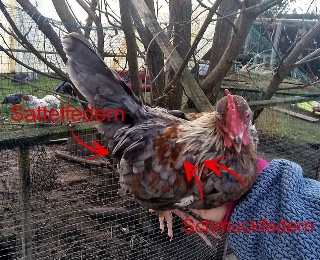 serama_junghahn_sattelfedern-schmuckfedern_kamm-kehllappen