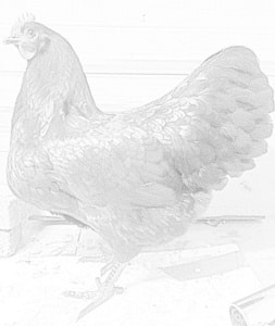 skizze_australorp_henne