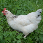 sussexhuhn-auf-wiese