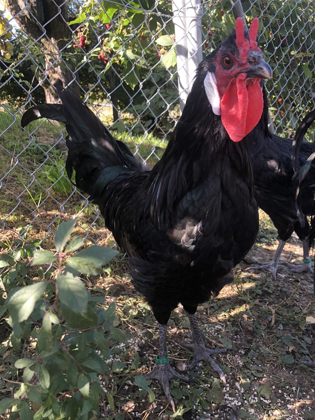 Das La Fléche Huhn » Infos & Tipps zu den La Fléche