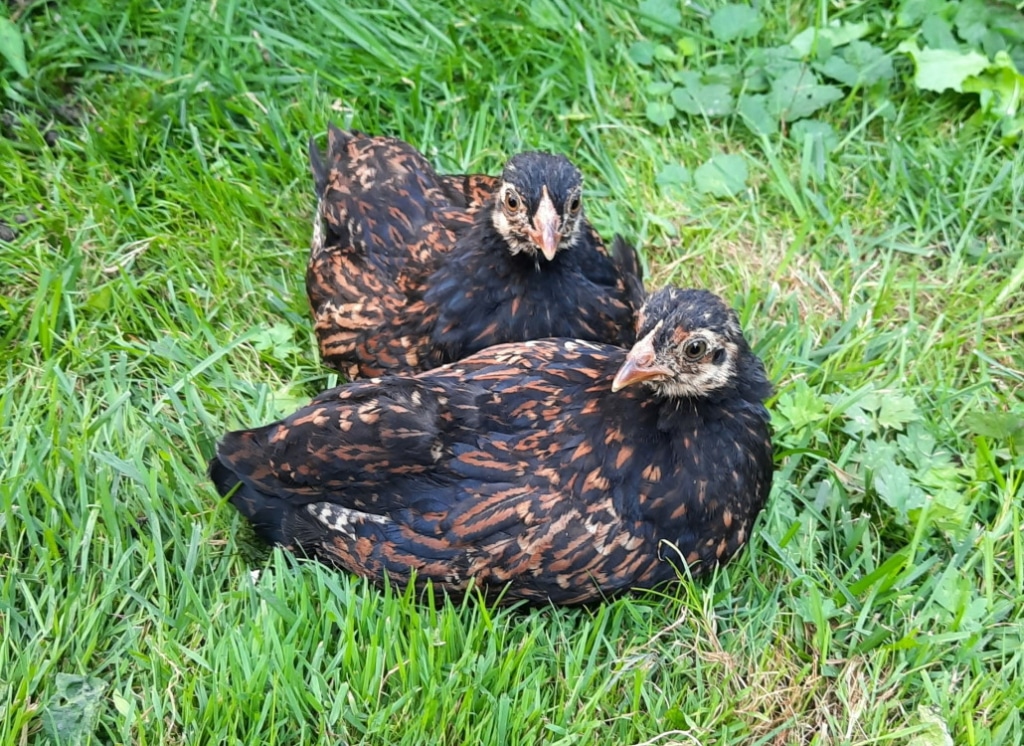 vollbefiedertes_kueken