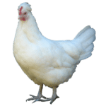 Das Altsteirer Huhn