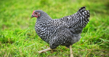 vorstellung_amrock_huhn