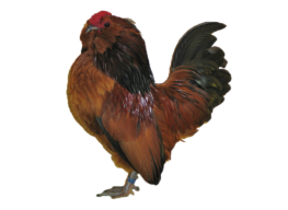 vorstellung_antwerpener_bartzwerg_huhn