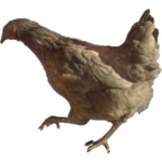 Das Ardenner Huhn