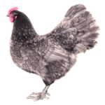 Das Australorps Huhn