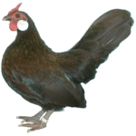Das Bantam Huhn
