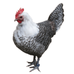 Das Brakel Huhn