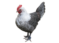Das Brakel Huhn