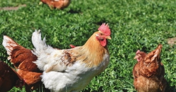 vorstellung_italiener_huhn