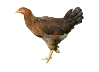Das Kraienköppe Huhn