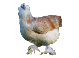 vorstellung_lachshuhn