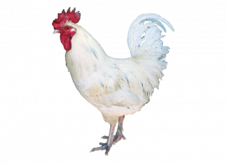 vorstellung_leghorn_huhn_hahn